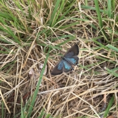 Jalmenus ictinus (Stencilled Hairstreak) at Hackett, ACT - 1 Feb 2023 by JenniM