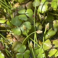 Isolepis fluitans var. fluitans (Floating Clubsedge) at Namadgi National Park - 28 Jan 2023 by JaneR