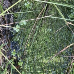 Isolepis fluitans at Booth, ACT - 28 Jan 2023 04:01 PM