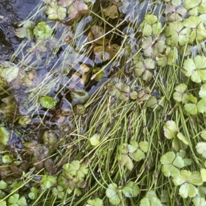 Isolepis fluitans at Booth, ACT - 28 Jan 2023 04:01 PM