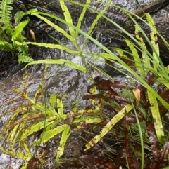 Pteris umbrosa (Jungle Brake) at Uriarra Village, ACT - 30 Jan 2023 by NedJohnston