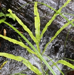 Pteris umbrosa at Uriarra Village, ACT - 30 Jan 2023