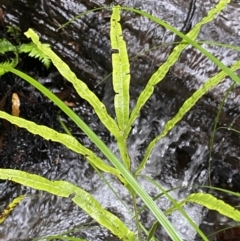 Pteris umbrosa at Cotter River, ACT - 30 Jan 2023