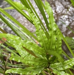 Pteris umbrosa at Uriarra Village, ACT - 30 Jan 2023