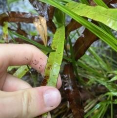 Pteris umbrosa at Cotter River, ACT - 30 Jan 2023