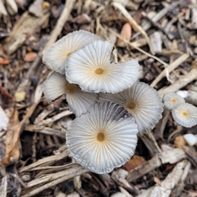 Coprinellus etc. (An Inkcap) at Sullivans Creek, Lyneham South - 31 Jan 2023 by trevorpreston