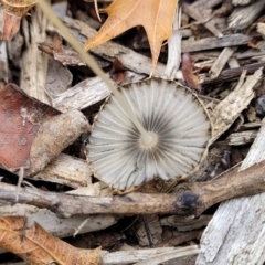 Coprinellus etc. at Lyneham, ACT - 1 Feb 2023