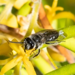 Leioproctus (Cladocerapis) sp. (genus & subgenus) at Acton, ACT - 31 Jan 2023