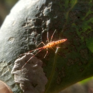 Rayieria basifer at Cooma, NSW - 1 Feb 2023