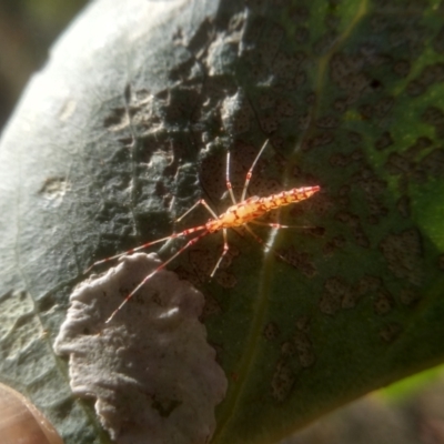 Rayieria basifer (Braconid-mimic plant bug) at Cooma, NSW - 1 Feb 2023 by mahargiani