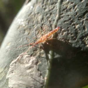 Rayieria basifer at Cooma, NSW - 1 Feb 2023