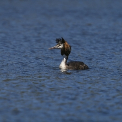 Podiceps cristatus (Great Crested Grebe) at Lower Cotter Catchment - 1 Feb 2023 by trevsci