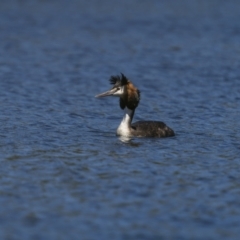 Podiceps cristatus (Great Crested Grebe) at Cotter Reservoir - 1 Feb 2023 by trevsci