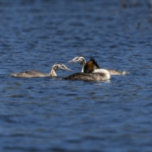Podiceps cristatus at suppressed - 1 Feb 2023