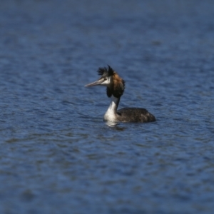 Podiceps cristatus at Coree, ACT - 1 Feb 2023