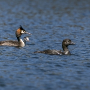 Biziura lobata at Coree, ACT - 1 Feb 2023