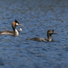 Biziura lobata (Musk Duck) at Cotter Reservoir - 1 Feb 2023 by trevsci