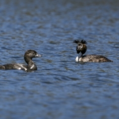Biziura lobata at Coree, ACT - 1 Feb 2023