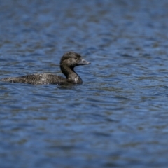 Biziura lobata at Coree, ACT - 1 Feb 2023