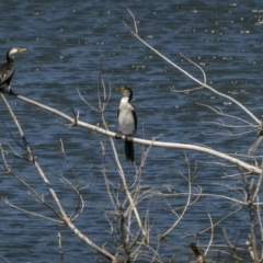 Microcarbo melanoleucos (Little Pied Cormorant) at Lower Cotter Catchment - 31 Jan 2023 by trevsci