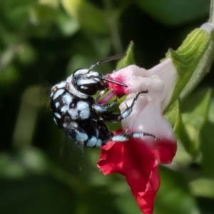 Thyreus caeruleopunctatus at Macgregor, ACT - 1 Feb 2023