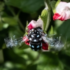 Thyreus caeruleopunctatus at Macgregor, ACT - 1 Feb 2023