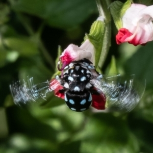 Thyreus caeruleopunctatus at Macgregor, ACT - 1 Feb 2023