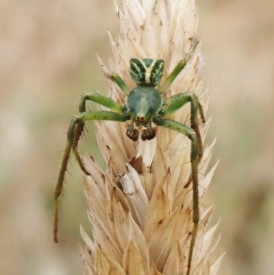 Sidymella sp. (genus) (A crab spider) at Aranda Bushland - 1 Feb 2023 by CathB