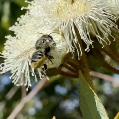 Megachile (Eutricharaea) maculariformis (Gold-tipped leafcutter bee) at Googong, NSW - 1 Feb 2023 by Wandiyali