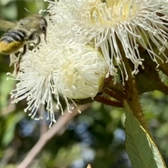 Megachile (Eutricharaea) maculariformis at Googong, NSW - 1 Feb 2023