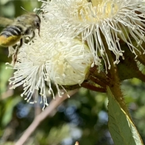 Megachile (Eutricharaea) maculariformis at Googong, NSW - 1 Feb 2023