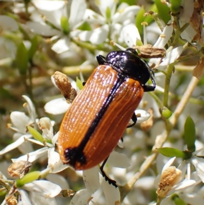 Castiarina rufipennis (Jewel beetle) at Aranda Bushland - 31 Jan 2023 by CathB