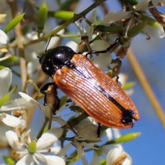 Castiarina rufipennis at Cook, ACT - 1 Feb 2023 09:38 AM