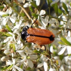 Castiarina rufipennis at Cook, ACT - 1 Feb 2023