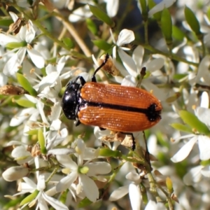 Castiarina rufipennis at Cook, ACT - 1 Feb 2023