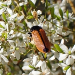 Castiarina rufipennis at Cook, ACT - 1 Feb 2023