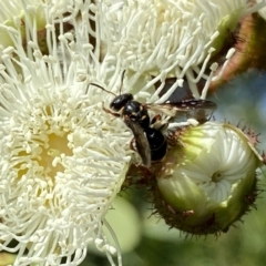 Lasioglossum (Australictus) peraustrale (Halictid bee) at QPRC LGA - 1 Feb 2023 by Wandiyali
