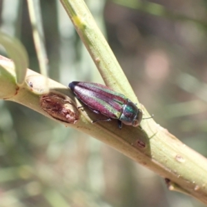 Melobasis vittata at Murrumbateman, NSW - 1 Feb 2023 12:21 AM