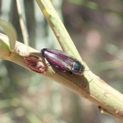 Melobasis vittata (A Melobasis jewel beetle) at Murrumbateman, NSW - 31 Jan 2023 by SimoneC
