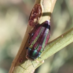 Melobasis vittata at Murrumbateman, NSW - 1 Feb 2023 12:21 AM