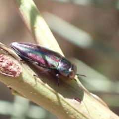 Melobasis vittata at Murrumbateman, NSW - 1 Feb 2023 12:21 AM