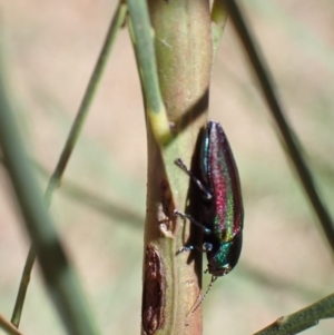 Melobasis vittata at Murrumbateman, NSW - 1 Feb 2023 12:21 AM