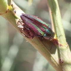 Melobasis vittata at Murrumbateman, NSW - 1 Feb 2023 12:21 AM