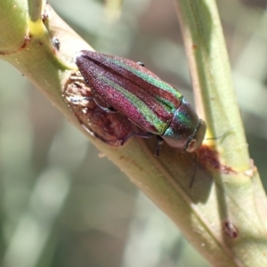 Melobasis vittata at Murrumbateman, NSW - 1 Feb 2023