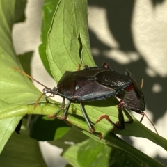 Musgraveia sulciventris (Bronze Orange Bug) at QPRC LGA - 1 Feb 2023 by Wandiyali