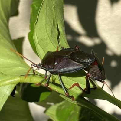 Musgraveia sulciventris (Bronze Orange Bug) at Googong, NSW - 1 Feb 2023 by Wandiyali