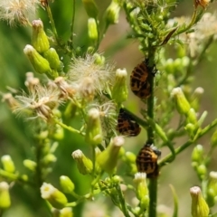 Harmonia conformis (Common Spotted Ladybird) at Wambrook, NSW - 1 Feb 2023 by Mike