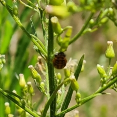 Harmonia conformis at Wambrook, NSW - 1 Feb 2023