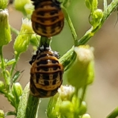 Harmonia conformis at Wambrook, NSW - 1 Feb 2023