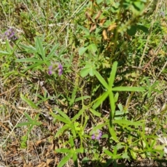 Cullen tenax (Tough Scurf-Pea) at Wambrook, NSW - 1 Feb 2023 by Mike